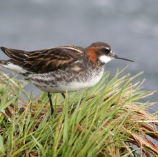 PHALAROPE    RED NECKED    male.JPG