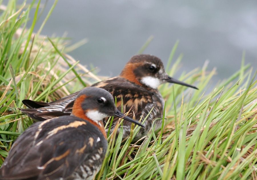 PHALAROPES   RED NECKED  female at front.JPG