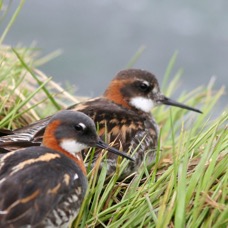 PHALAROPES   RED NECKED  female at front.JPG