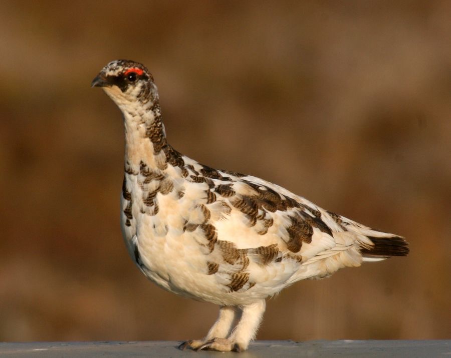 PTARMIGAN   male.JPG