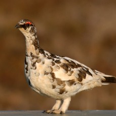 PTARMIGAN   male.JPG