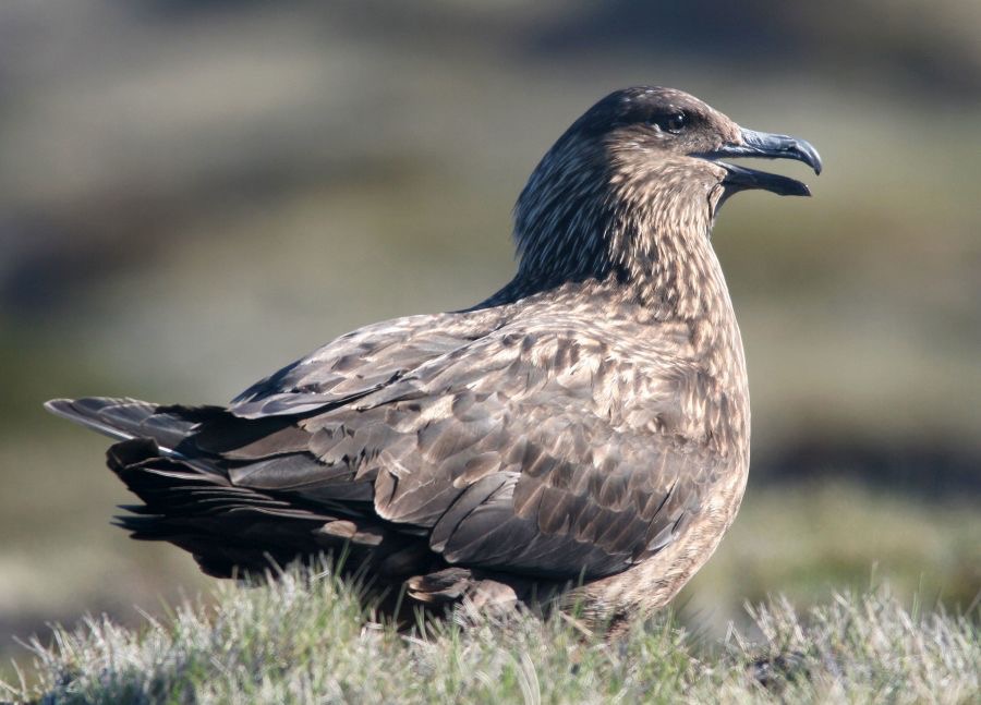 SKUA       GREAT   calling.JPG