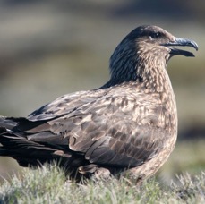 SKUA       GREAT   calling.JPG