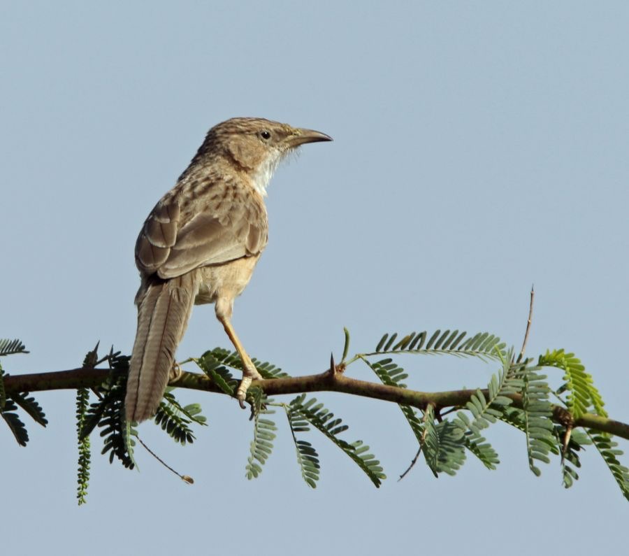 BABBLER     COMMON.JPG