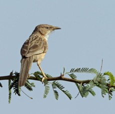 BABBLER     COMMON.JPG