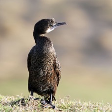 CORMORANT      LITTLE  juvenile.JPG