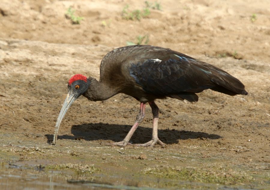 IBIS..       RED-NAPED.JPG