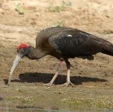 IBIS..       RED-NAPED.JPG