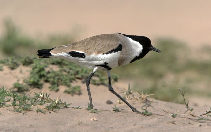 LAPWING.    RIVER.JPG