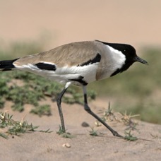 LAPWING.    RIVER.JPG