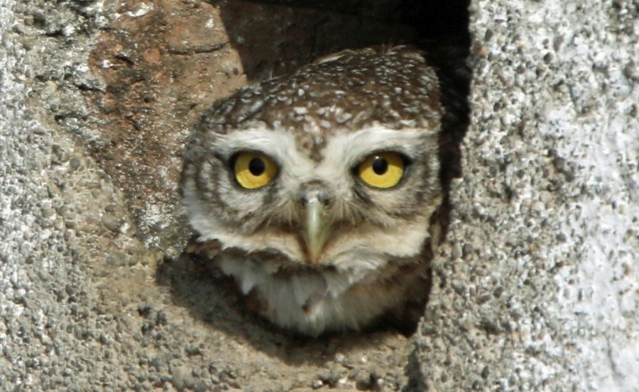 OWLET..    SPOTTED..JPG
