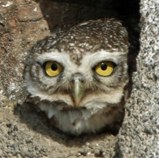 OWLET..    SPOTTED..JPG