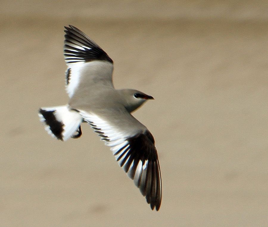PRATINCOLE.     SMALL   flying.JPG
