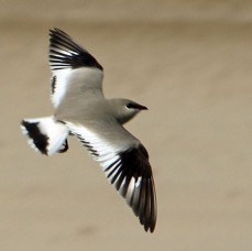 PRATINCOLE.     SMALL   flying.JPG