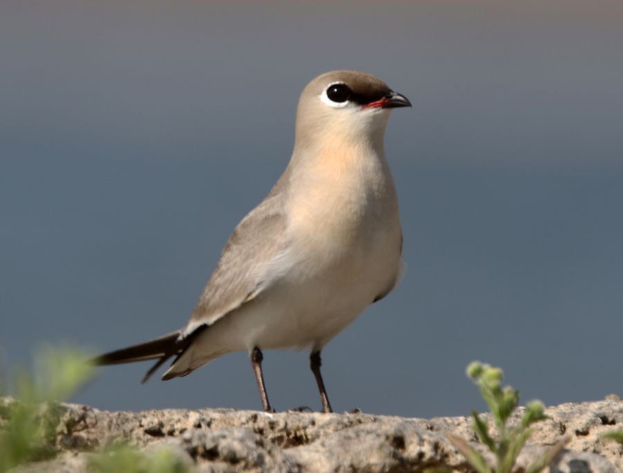 PRATINCOLE..  SMALL  breeding plumage.JPG