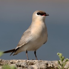 PRATINCOLE..  SMALL  breeding plumage.JPG
