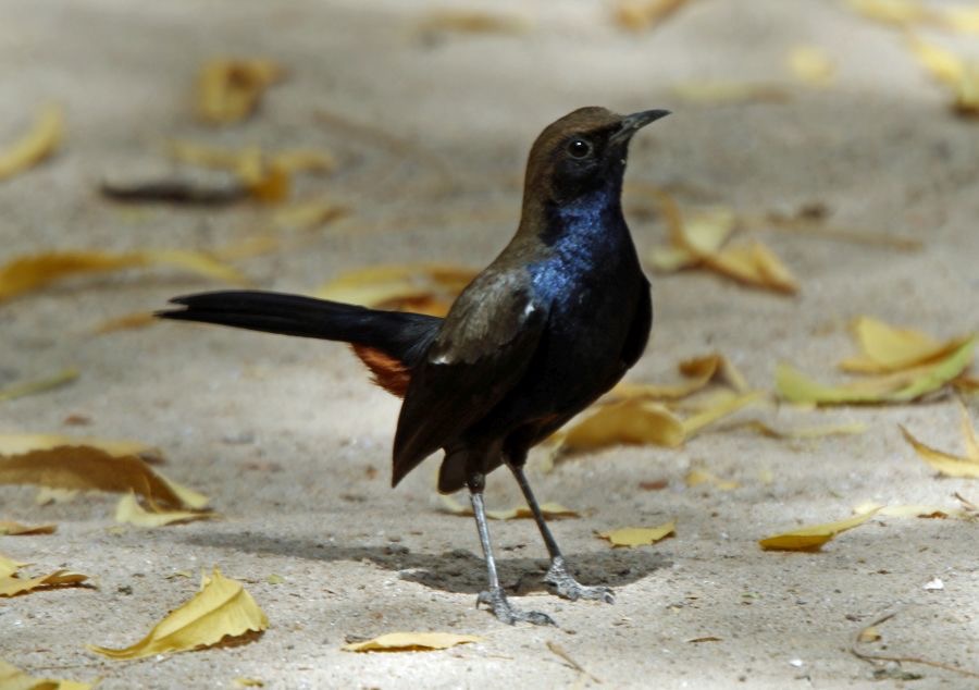 ROBIN.     INDIAN.JPG