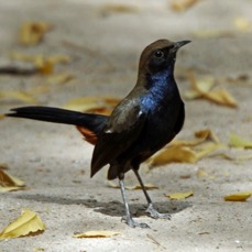 ROBIN.     INDIAN.JPG