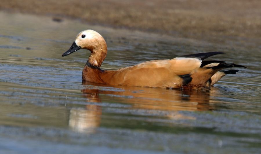SHELDUCK.   RUDDY.  pair.JPG