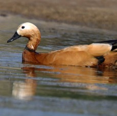 SHELDUCK.   RUDDY.  pair.JPG