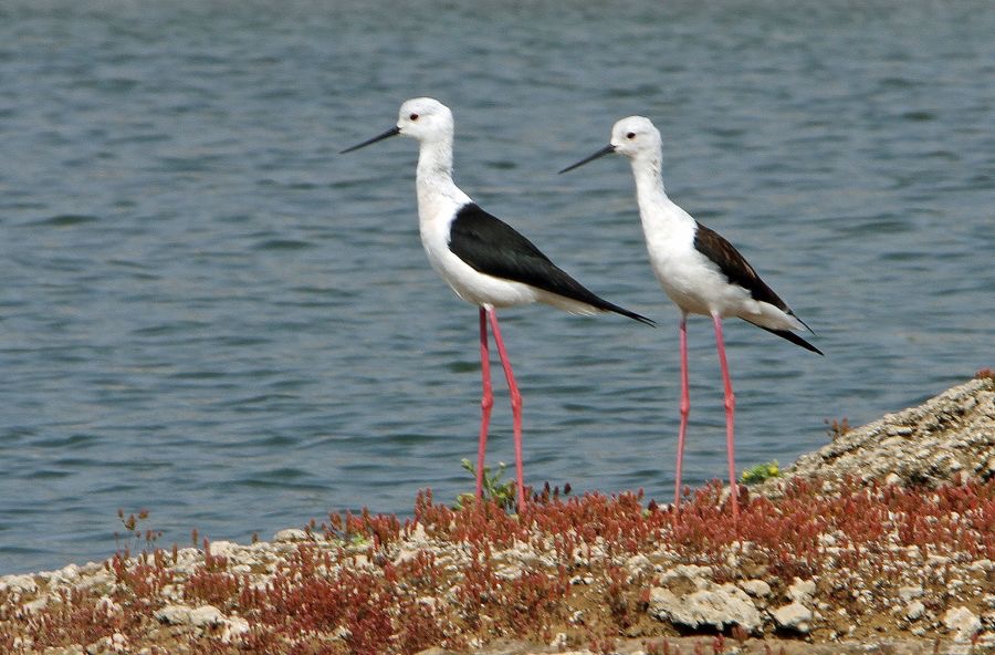 STILTS     BLACK- WINGED.JPG
