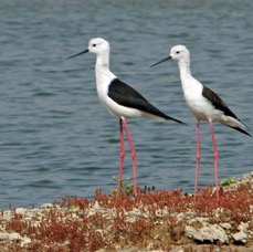 STILTS     BLACK- WINGED.JPG