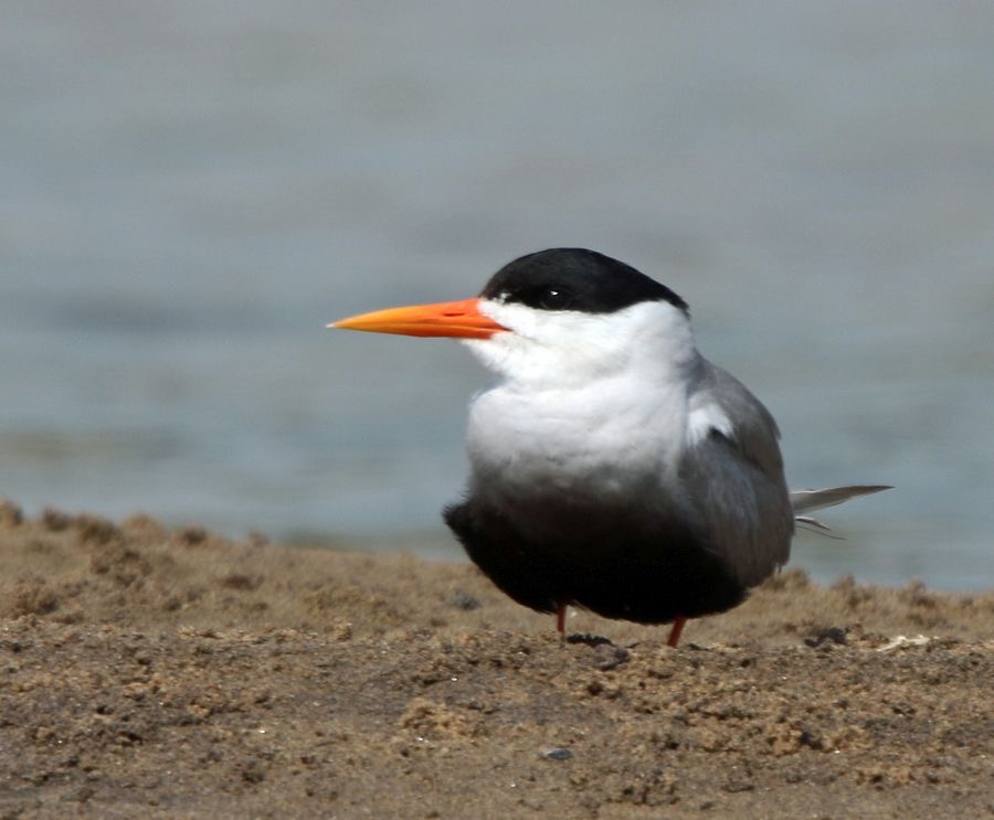 TERN.         BLACK -BELLIED.JPG