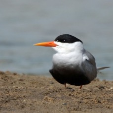 TERN.         BLACK -BELLIED.JPG