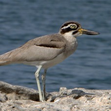 THICK-KNEE     GREAT..JPG