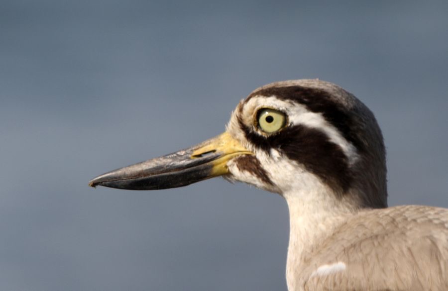 THICK-KNEE..   GREAT. headshot.JPG