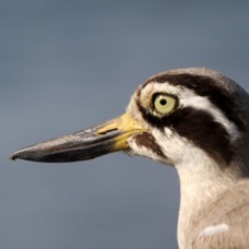THICK-KNEE..   GREAT. headshot.JPG