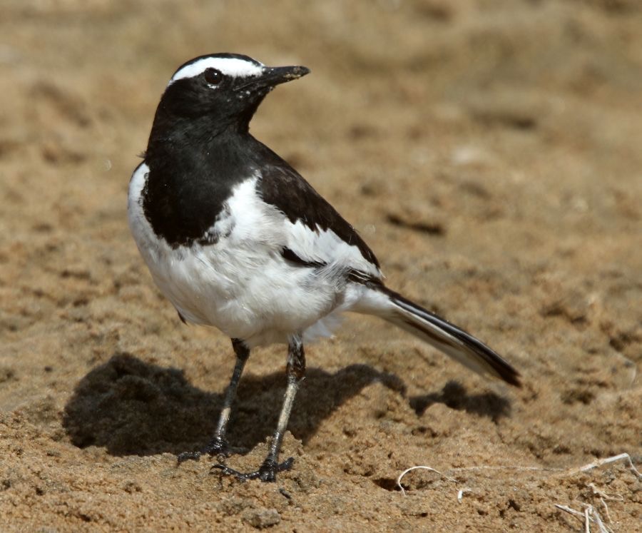 WAGTAIL.  WHITE BROWED.JPG