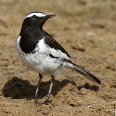 WAGTAIL.  WHITE BROWED.JPG