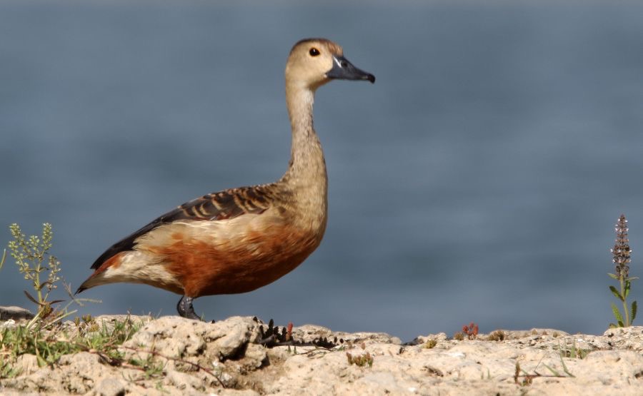WHISTLING   DUCK LESSER.JPG