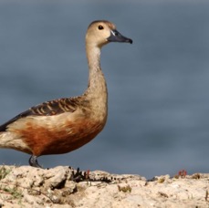 WHISTLING   DUCK LESSER.JPG