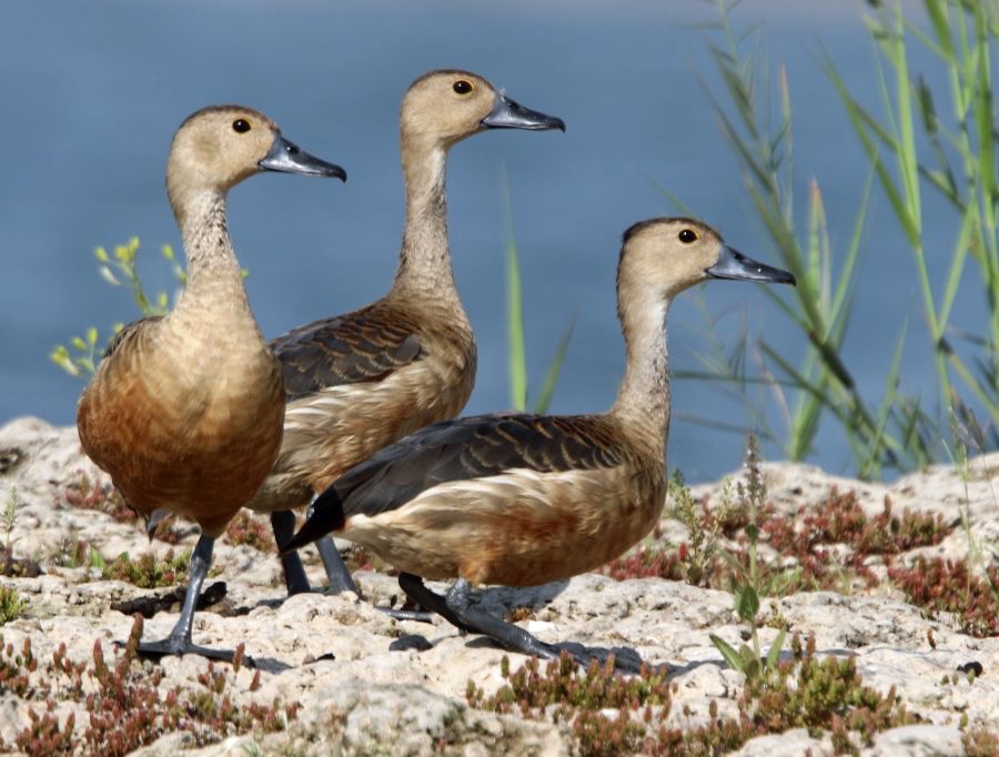 WHISTLING   DUCKS   LESSER.JPG
