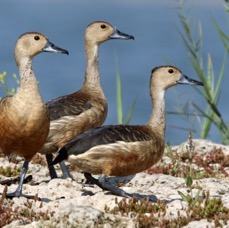 WHISTLING   DUCKS   LESSER.JPG