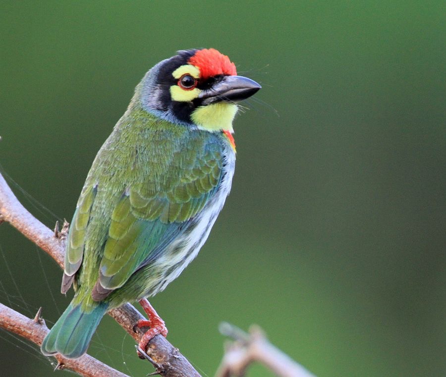 BARBET  CRIMSON  FRONTED.jpg