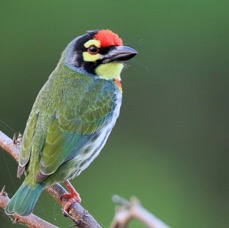BARBET  CRIMSON  FRONTED.jpg
