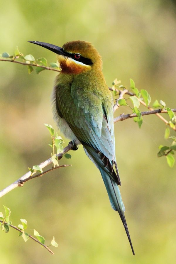 BEE-EATER.     BLUE TAILED.jpg