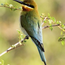 BEE-EATER.     BLUE TAILED.jpg