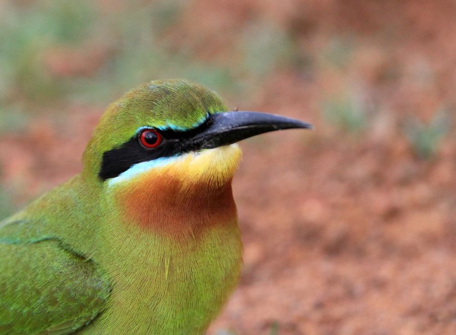 BEE-EATER..  BLUE TAILED    headshot.jpg
