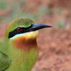 BEE-EATER..  BLUE TAILED    headshot.jpg