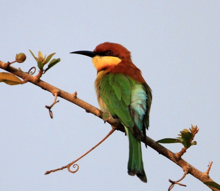 BEE-EATER...   .CHESTNUT  HEADED.jpg