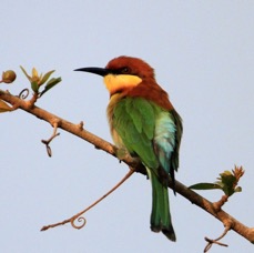 BEE-EATER...   .CHESTNUT  HEADED.jpg