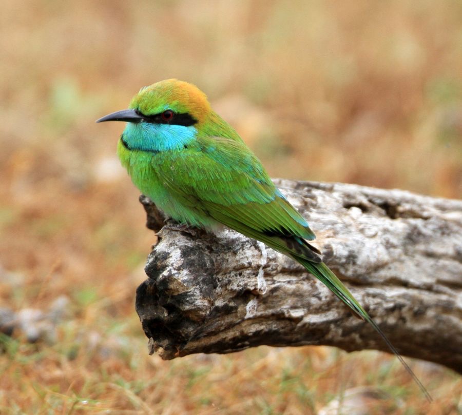 BEE-EATER.....  LITTLE GREEN.jpg