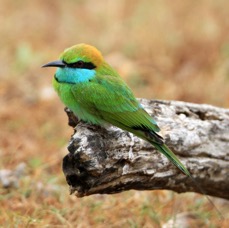 BEE-EATER.....  LITTLE GREEN.jpg