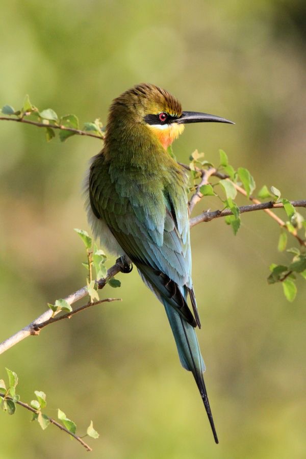BEE_EATER..   BLUE TAILED.jpg