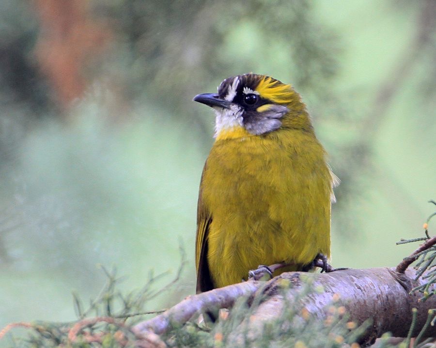 BULBUL.   YELLOW EARED.jpg