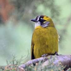 BULBUL.   YELLOW EARED.jpg